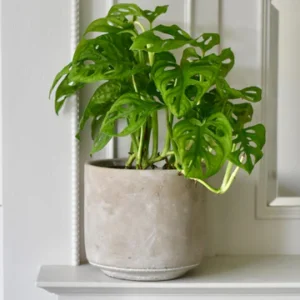 Monstera Obliqua - 'monkey mask'