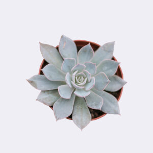 Echeveria